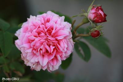 Pink Leda. Photo: Camilla Hesby Johnsen